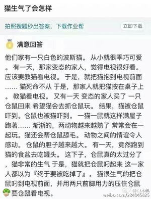 结局简直有猫病!