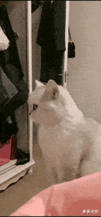 这眼神像不像生气的女朋友,哄不好的那种?