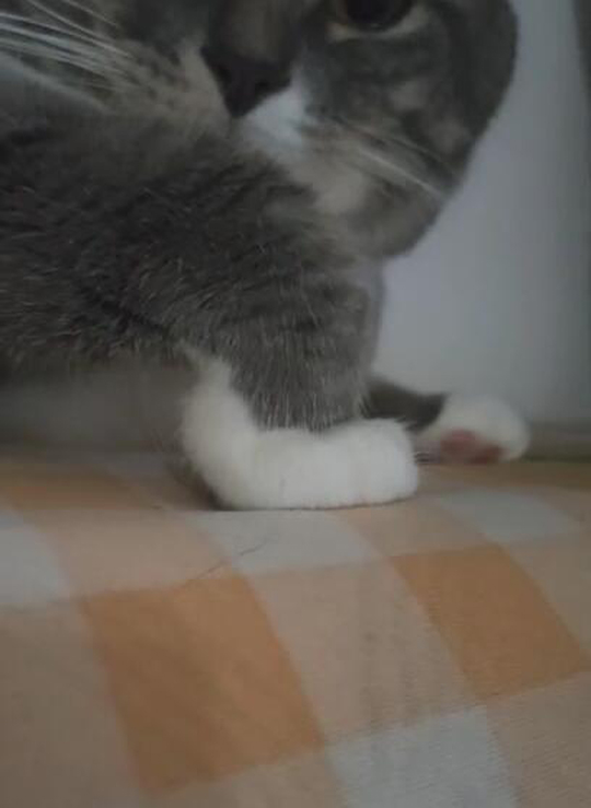 猫：立起我高傲的脚