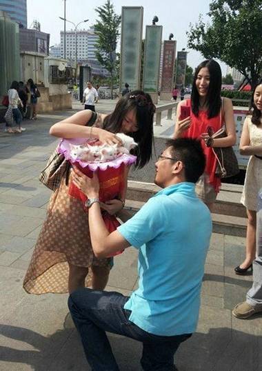 求婚神器： 一束猫！
