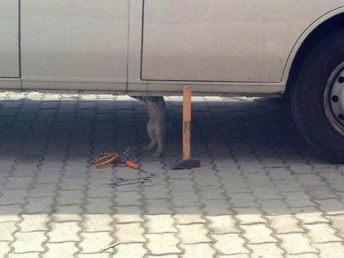看看人家喵师傅