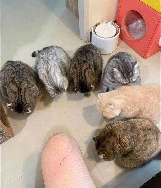 六只喵喵齐垂首，竟无一人是男儿