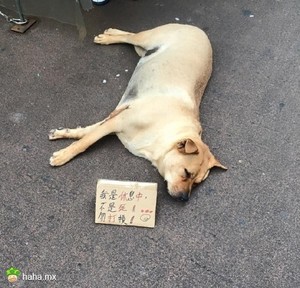 香港一家零食铺养的汪，因为睡得太沉不管多少人经过都不会醒，引来很多好心路人报警“救援”，于是无奈的店家立了这样一个牌子