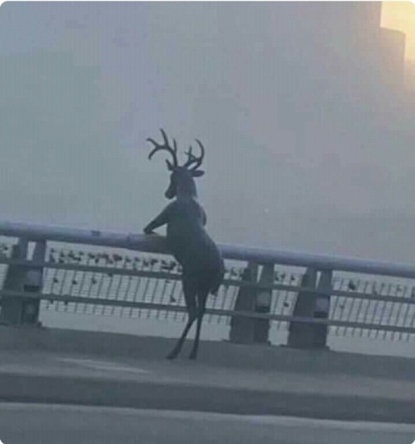 感觉得递根烟劝劝它