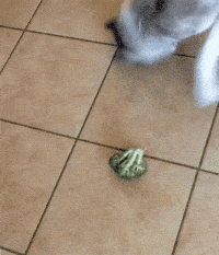 我们家二旺你也太挑食了,花菜难道会毒死人吗?