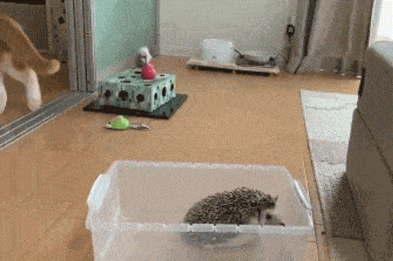 喵星人:确认过眼神,是我惹不起的