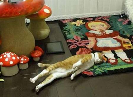 装死的喵星人