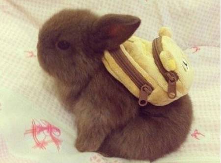 兔子背书包，太萌了