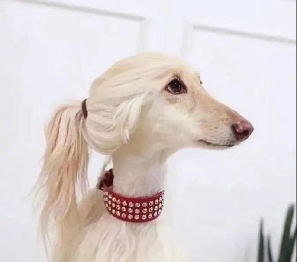 单身久了，看猫猫狗狗都眉清目秀的