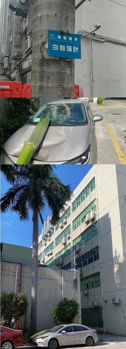 你管这叫叶子