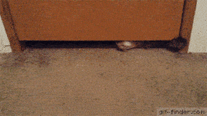 质子二维展开示意图