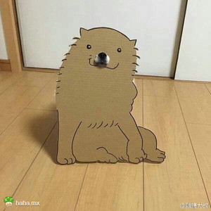 如果你是那条狗你还笑得出来吗[笑cry]没看到狗狗那怨恨的眼神吗？