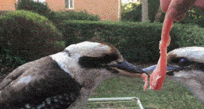 这真不是一块肉的问题，谁先放嘴，谁就丧失了鸟格！