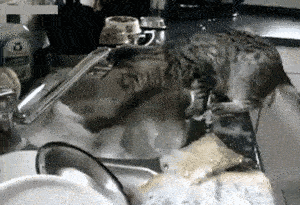 当爸妈叫你刷碗，而你不想刷的时候