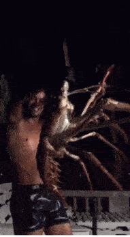 百慕大一个渔民前几天捕获了一只龙虾精,约12斤重。。