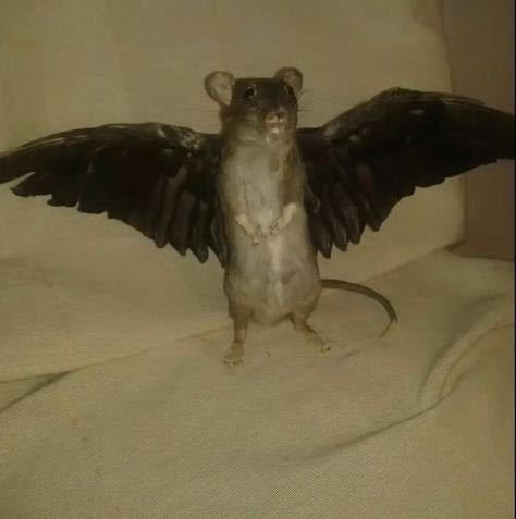 别打了，我就是蝙蝠