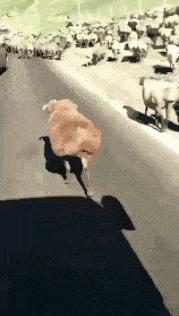 自从知道羊肉涨价了，就走出了六亲不认的步伐