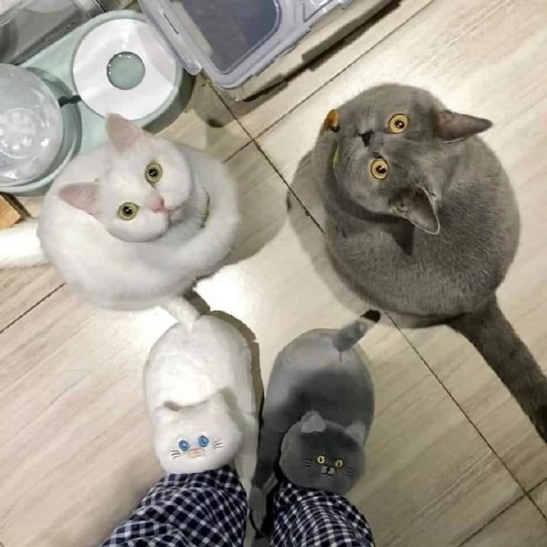 你tm我问你你脚上穿的是什么?