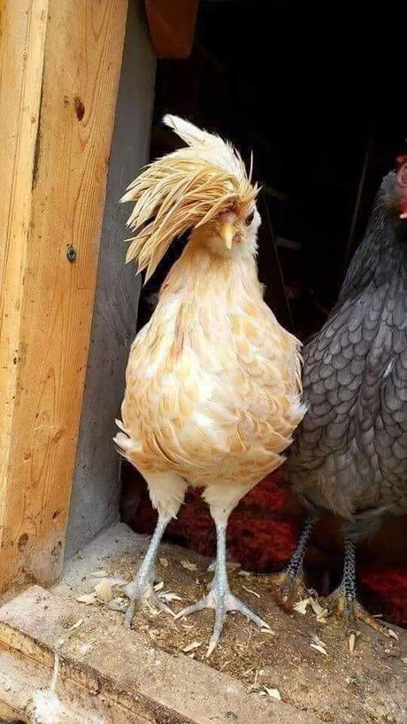 杀马特鸡