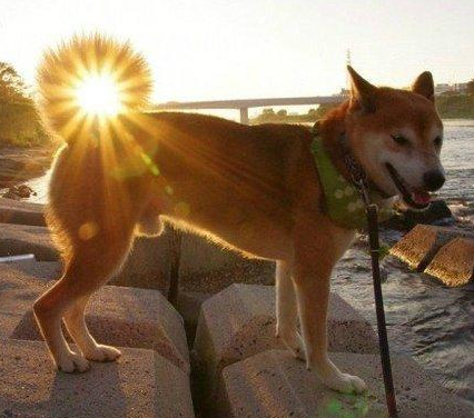 哮天犬下凡