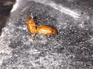 果然是秀恩爱，死得快。