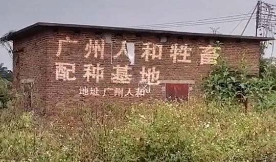 老实人：人和是广州的一个镇