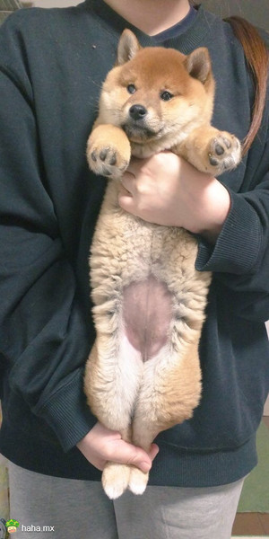 岛国一主人家里的狗狗受了小伤,就帮忙它做做拉伸;做着做着灵光一闪,用家里的猫又试了试...怎么差距就这么大