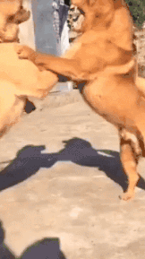 狗哥,咱们不打了,握手言和吧!