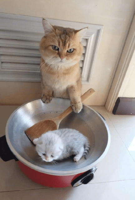 住手，煲仔饭不是用锅做是用砂锅