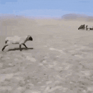 以为你跑得快厉害了吗？还不是被对手一头撞倒，你还是太美了。