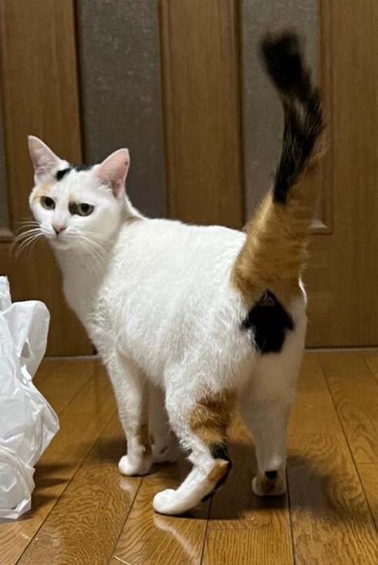 此部件可升级,点击完成