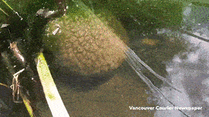 难道这就是传说中的太岁？？？