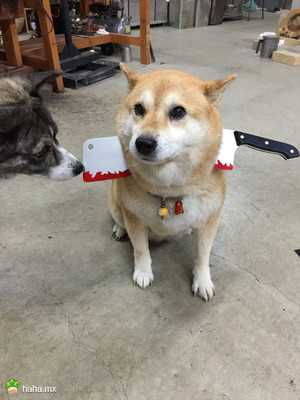 岛国一主人给自家柴柴戴了个创意脖套,没想到另一只汪看了伤心欲绝……