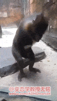 麻痹，猩猩的时间都比我长