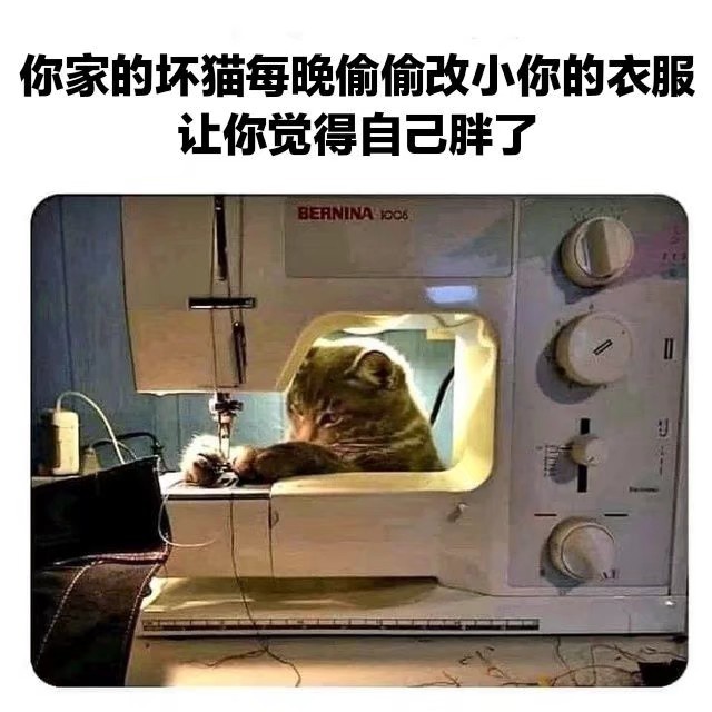 督促减肥，好猫猫