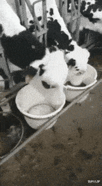 桶裂成那样，它应该是个惯犯！