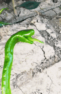 这辣椒快修炼成精了