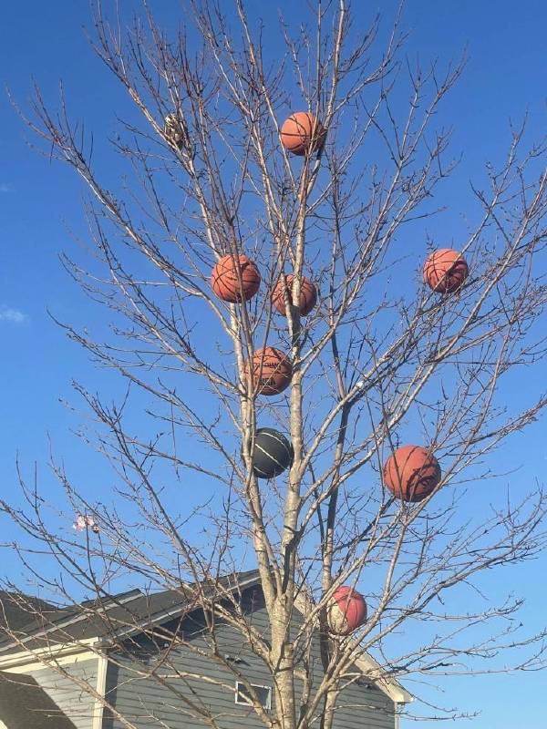 这是一棵会长蓝球的树