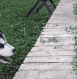 别笑~二哈的常规操作~