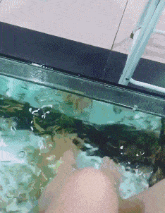 或者我的脚有魔力，你看这些鱼围着我的脚转