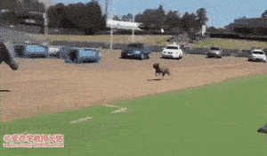 警犬：你们对力量一无所知~