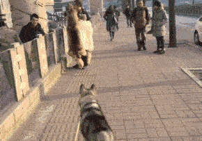 嘿~粑粑，是真皮是真皮