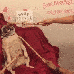 简直不能更爽，差不多是条废狗了！