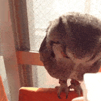 如何让一只猫头鹰炸毛..