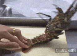 活得不如一只虾努力，难怪我没有六块腹肌