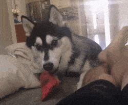 二哈：起来，起来，一起去找小美去