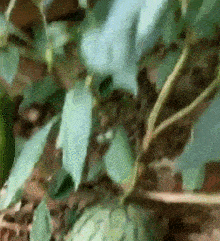 是辣椒出了轨还是西瓜投错了胎