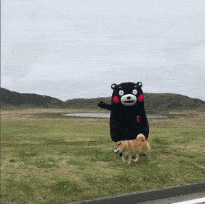 柴犬Maru和kumamon部长的散步日常