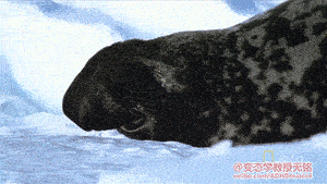 大大泡泡糖