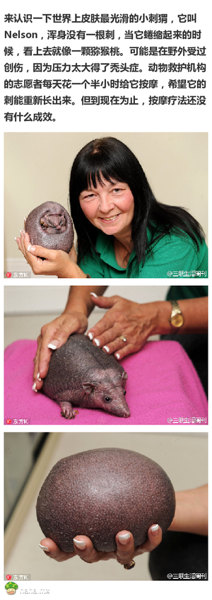 英国小刺猬不长刺,圆嘟嘟似猕猴桃
